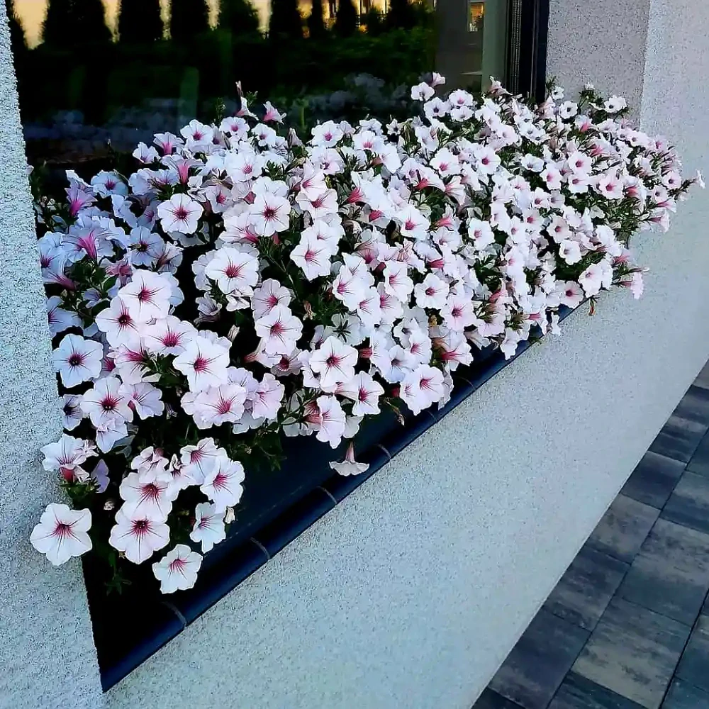 Petunia - SUPERTUNIA® VISTA™ Silverberry®
