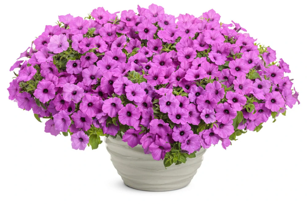 Petunia - SUPERTUNIA® VISTA™ Raspberry®