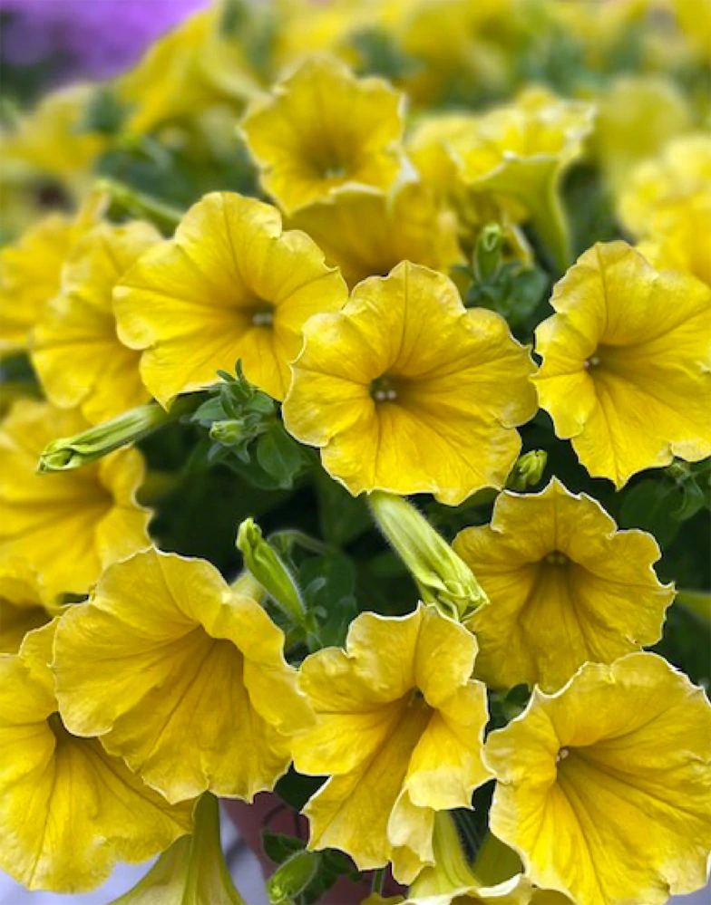 Petunia - Surfinia® Dark Yellow