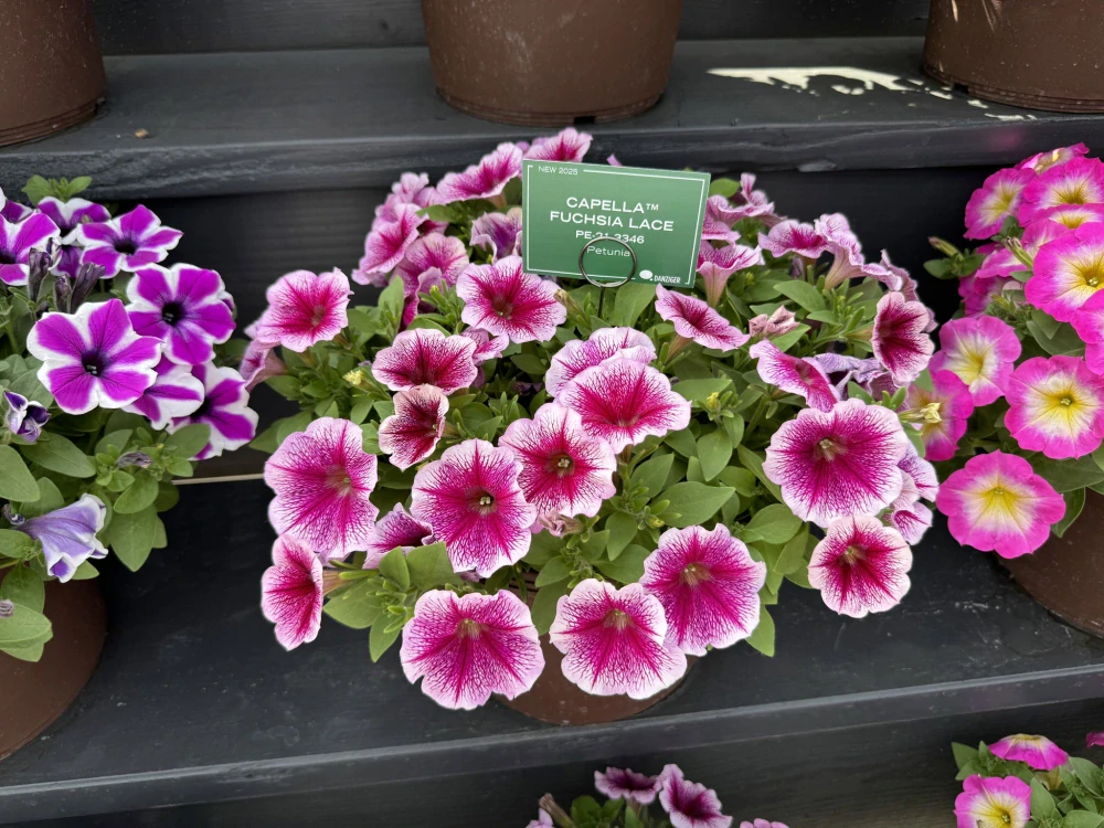 Petunia - Capella® Fuchsia Lace