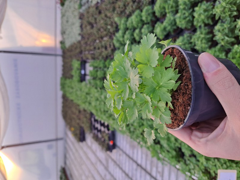 Petržlenová vňať hladká kv.10cm