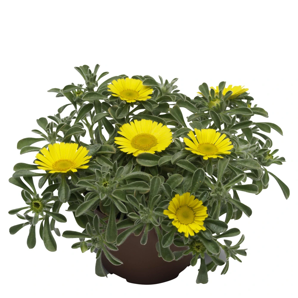 Asteriscus maritimus - Aurelia Yellow