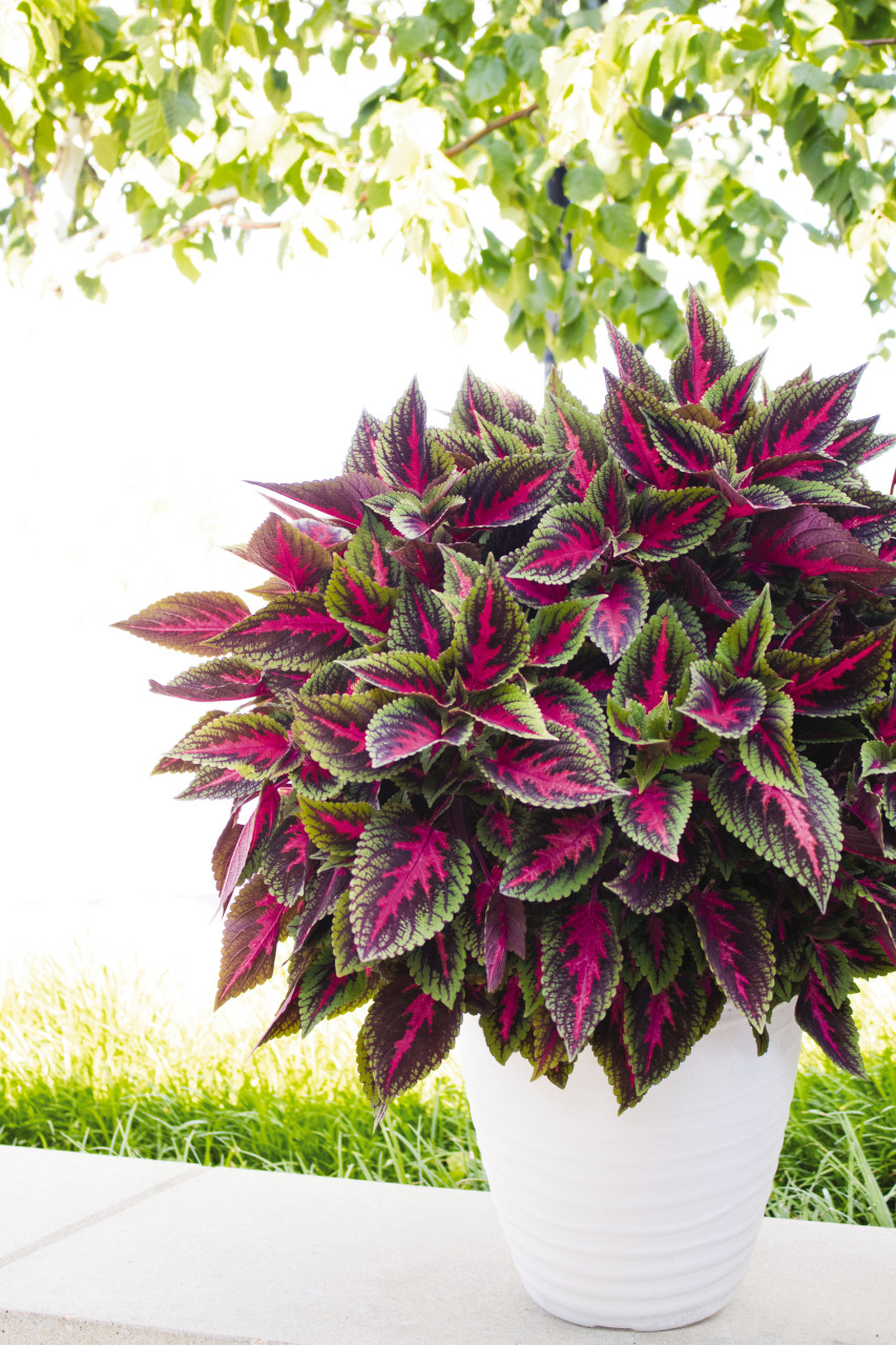 Koleus - Main Street RUBY ROAD kv.11cm