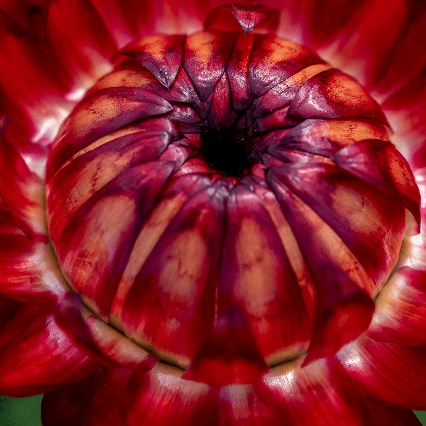 Bracteantha bracteata - Crispy Red kv. 12cm