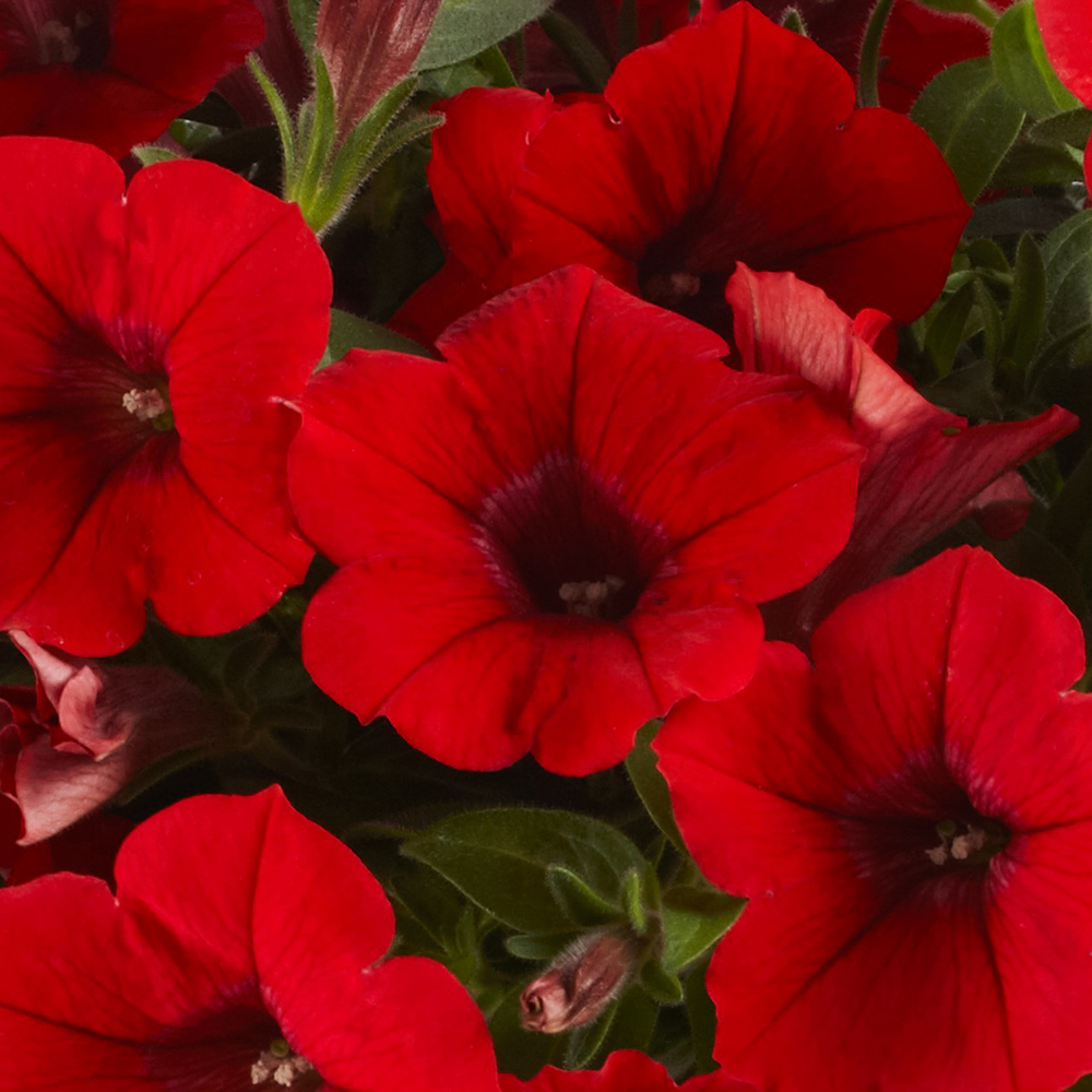 Petunia - Surfinia® Deep Red