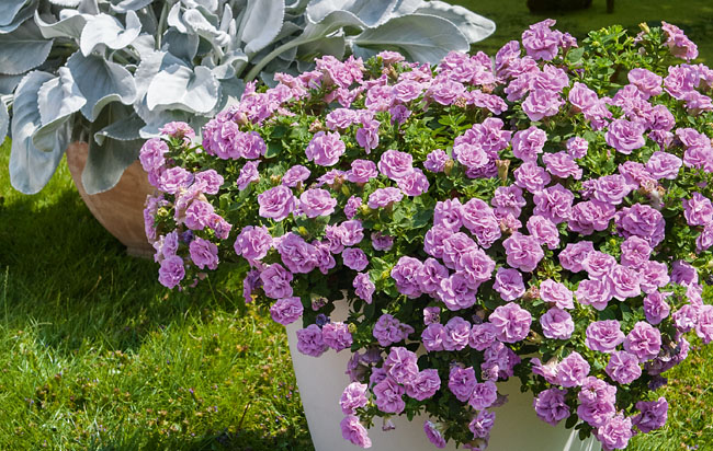 Petunia - Sugar Candy