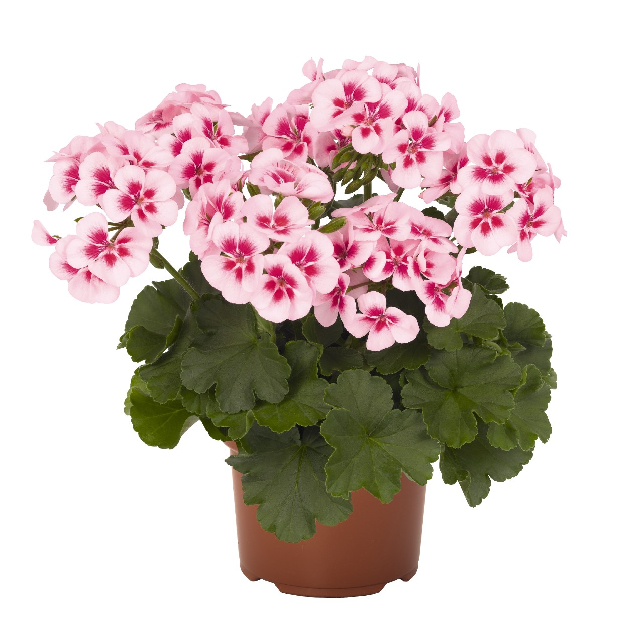 Pelargonium interspecific SARITA WHITE SPLASH