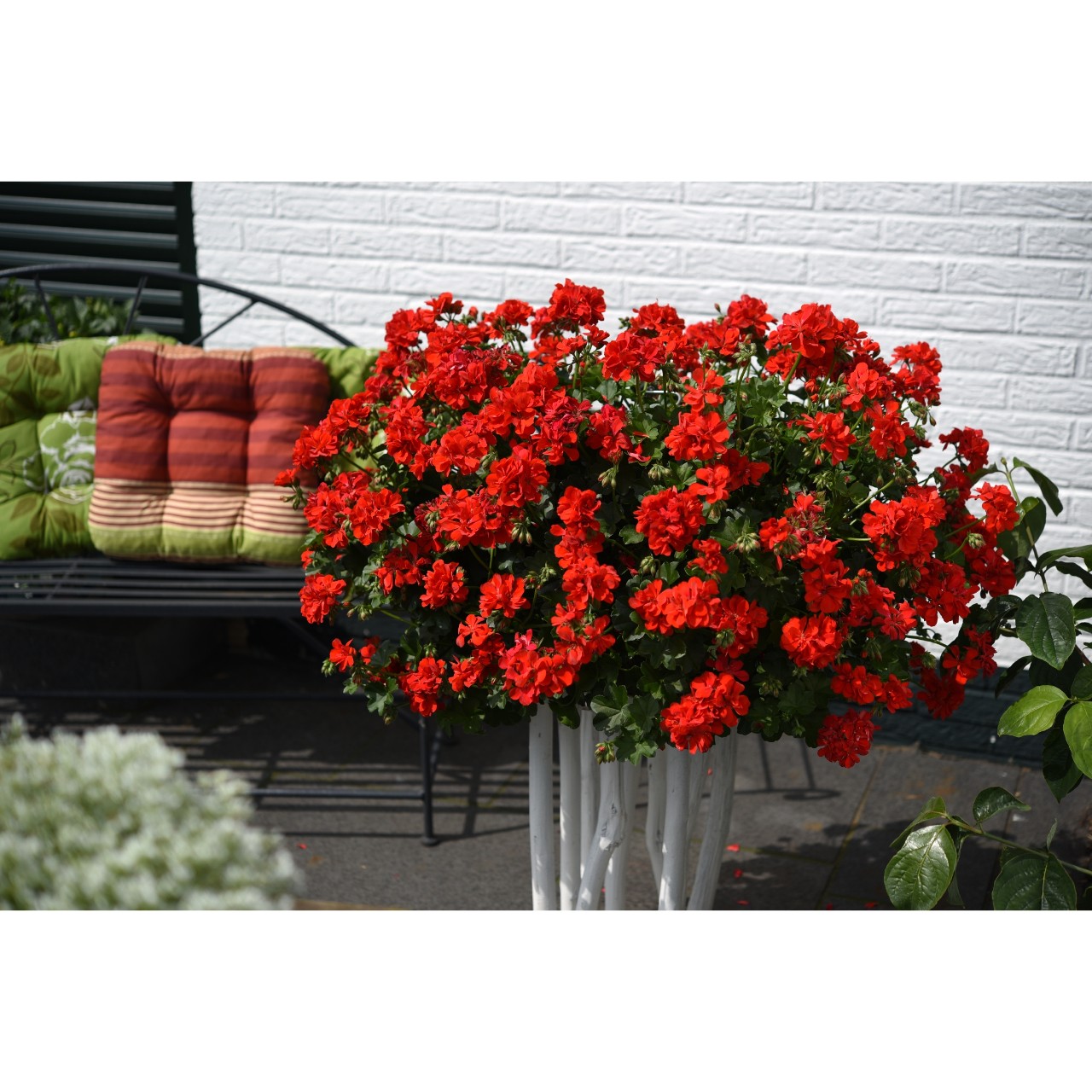 Pelargonium - Ťahavý muškát plnokvetý - RED / červený