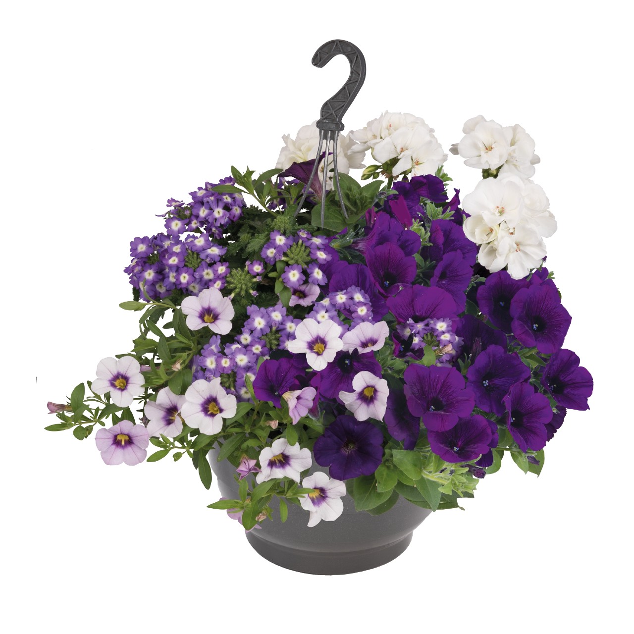 Verbena -Empres Flair Purple charme