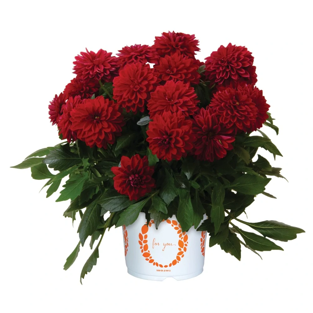 Dahlia - Novation®  RED