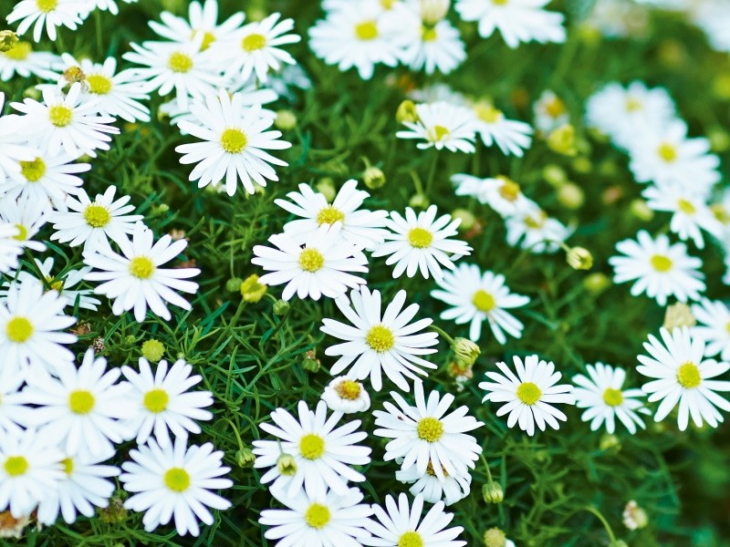 Brachyscome - Surdaisy® White - malé kvety