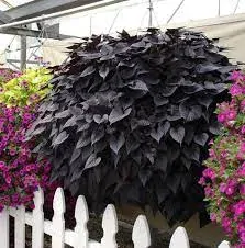 Ipomoea batatas -´BLACK TONE´