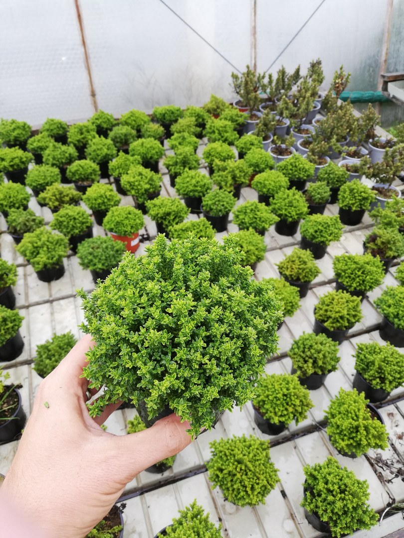 Hebe ´GREEN GLOBE´ 11 cm