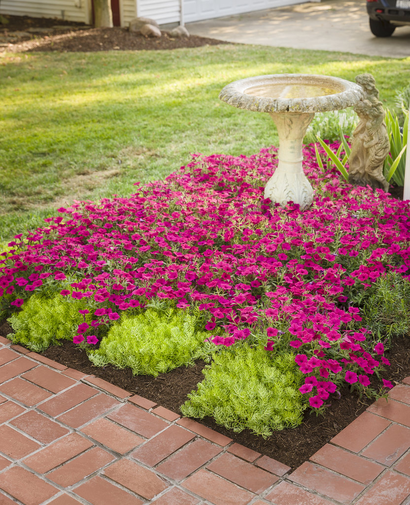 Petunia SUPERTUNIA® VISTA™ Fuchsia®