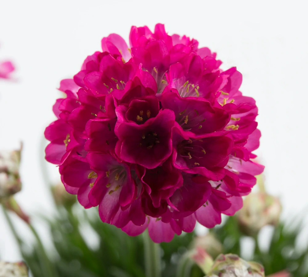 Armeria maritima - Abbey Deep Rose 0,5l,  kv.11 cm