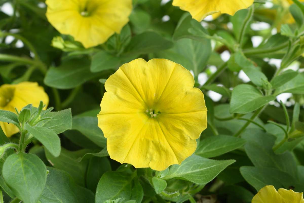 Petunia - Potunia® Yellow