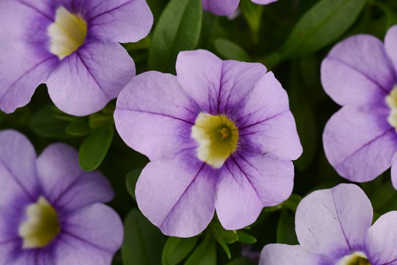 Calibrachoa - Cabaret®Compact Lavender