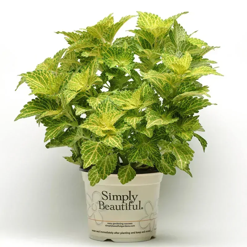 Koleus - Main Street RIVER WALK