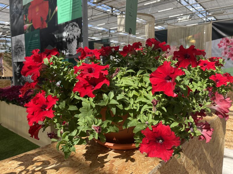 Petunia - Surfinia® Trailing Big Red
