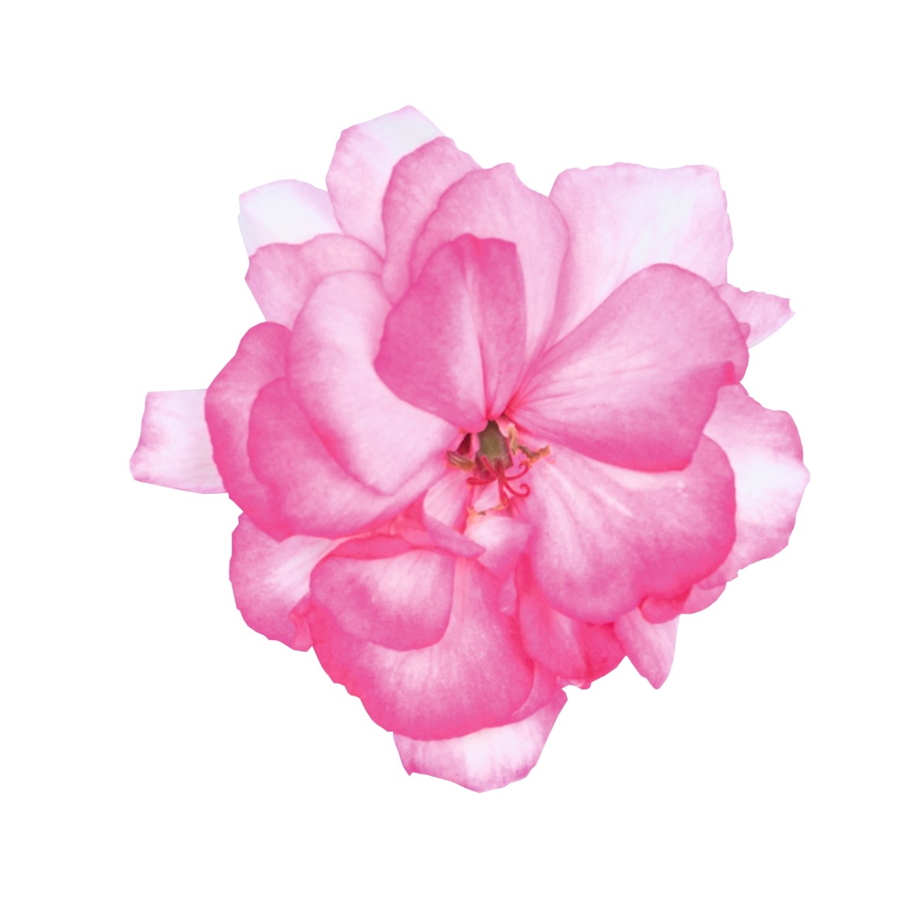 Pelargonium Zonale SURVIVOR© PAPERBLOOM