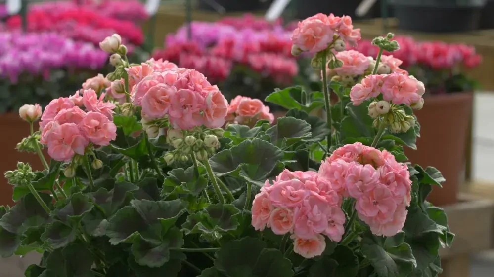 Pelargonium Zonale ROSEBUD ASTRID