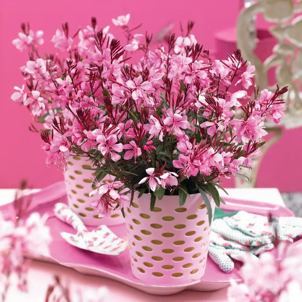 Gaura lindheimeriová - Gaudi® MEDIUM PINK kont. 0,5 l (12cm)