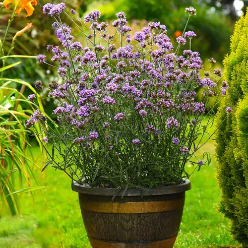Verbena Bonariensis VIOLET BLUE kont. 0,5 l (12cm)