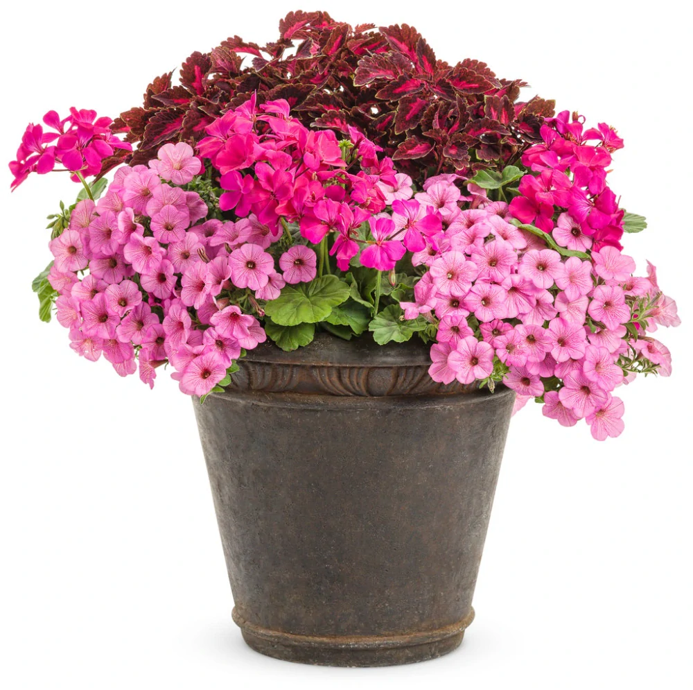 Petunia - SUPERTUNIA® VISTA™ Bubblegum®