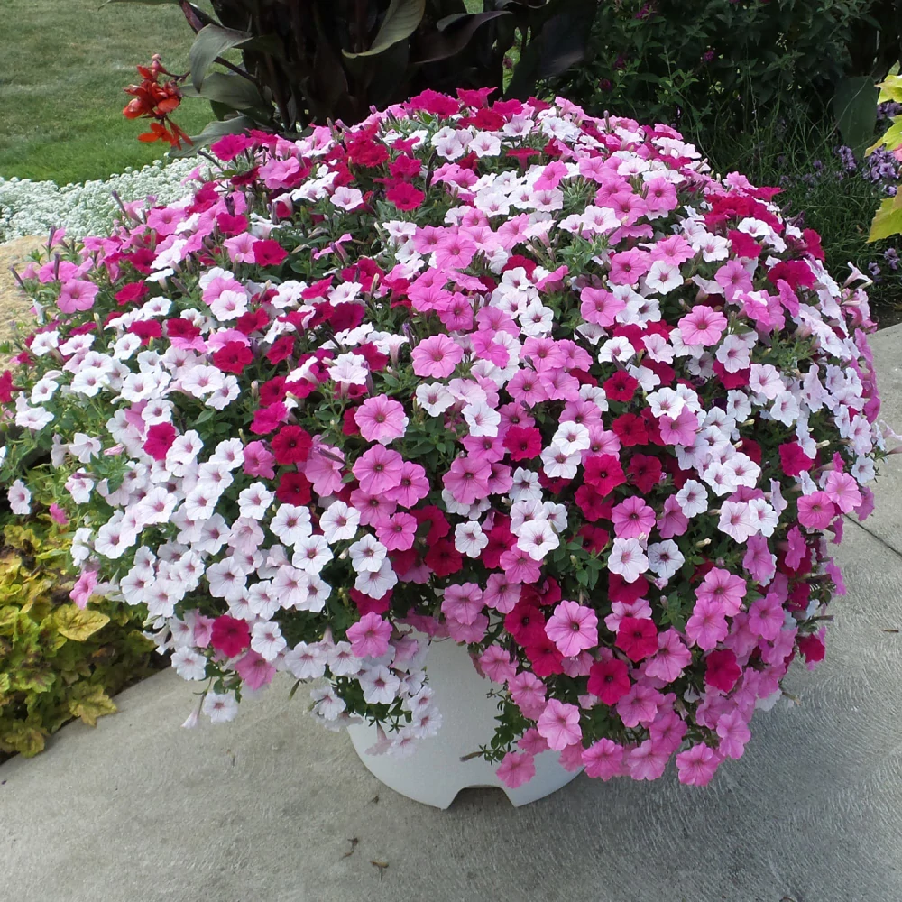 Petunia - SUPERTUNIA® VISTA™ Raspberry®