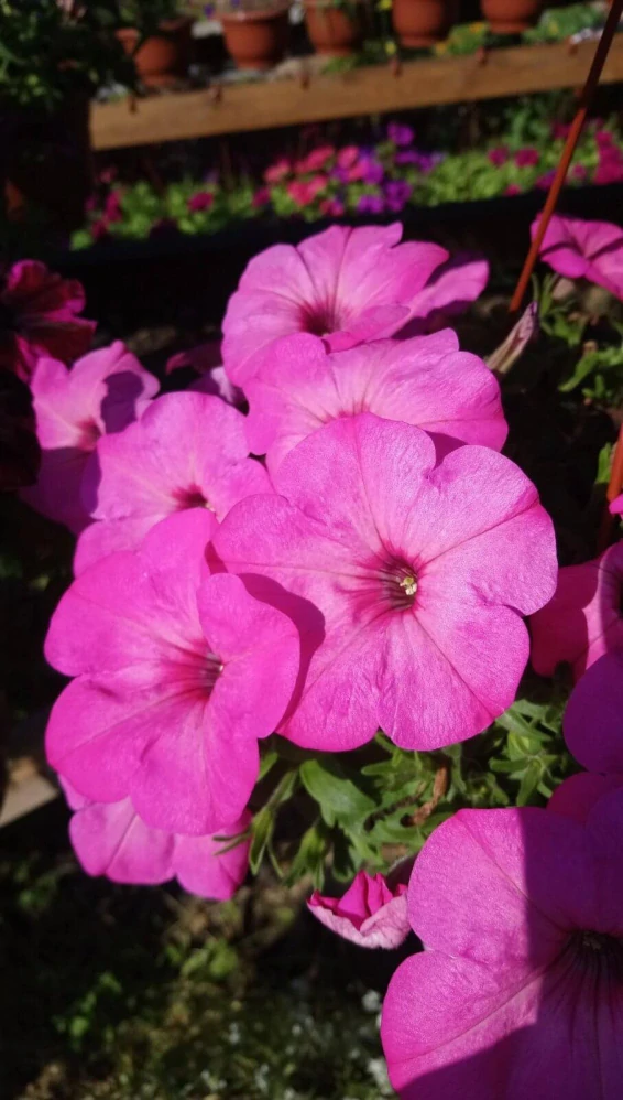 Petunia - Sweetunia® Pinkalicious