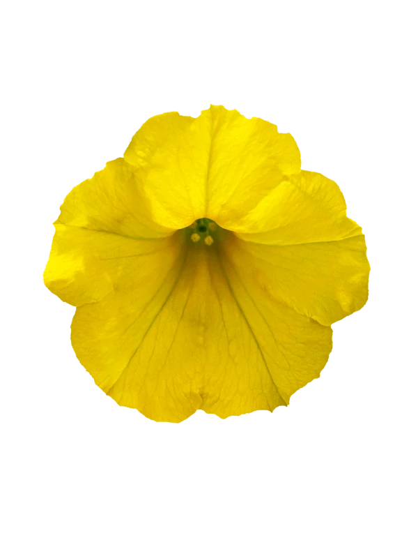 Petunia - Surfinia® Dark Yellow