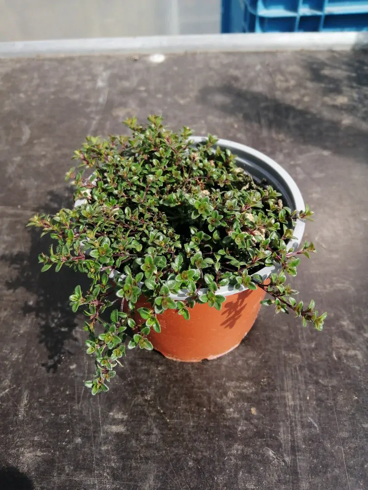 Materina dúška Creeping red - Thymus serpyllum kv.12cm