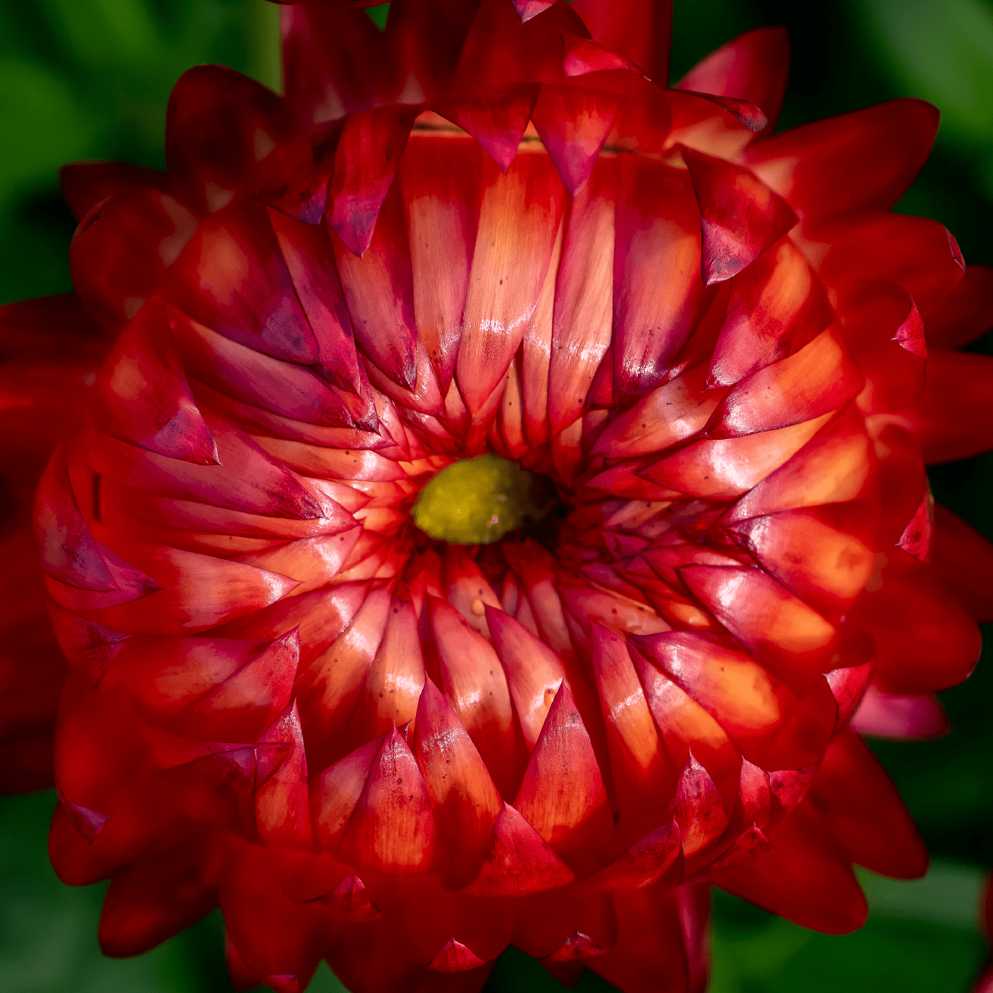 Bracteantha bracteata - Crispy Red kv. 12cm