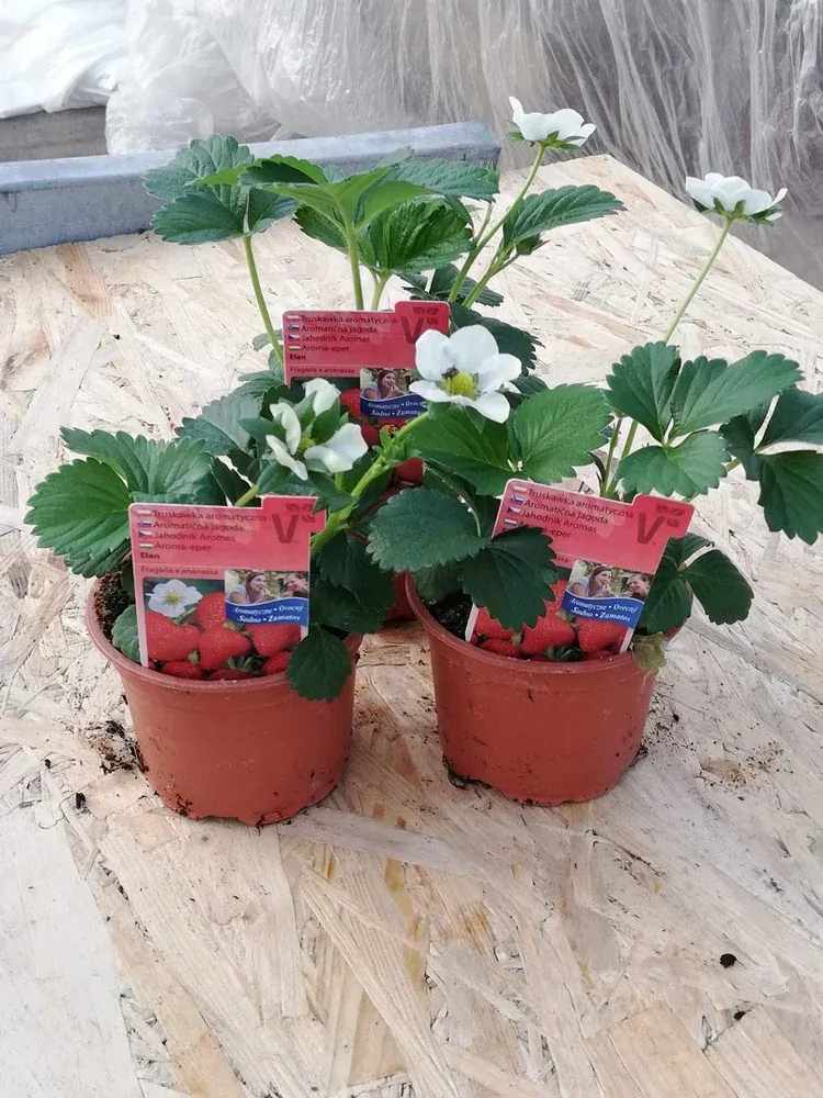 Stáleplodiace jahody ELAN®