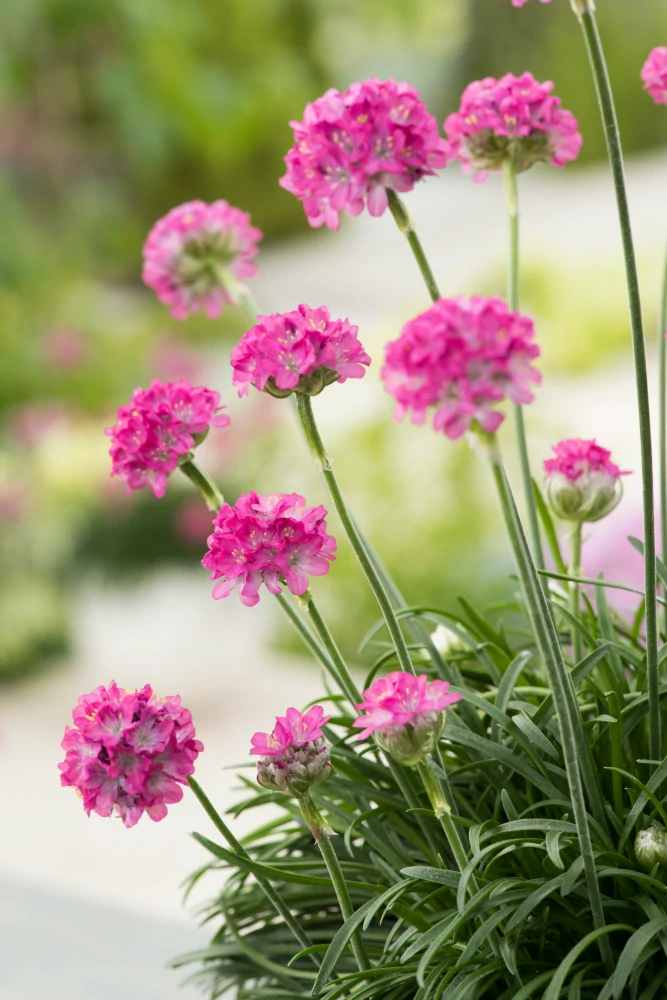 Armeria maritima - Abbey Deep Rose 0,5l,  kv.11 cm