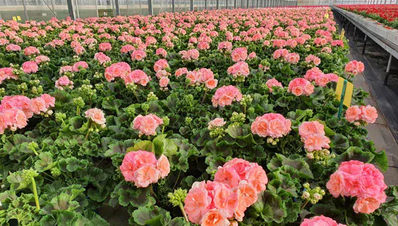 Pelargonium Zonale ROSEBUD ASTRID