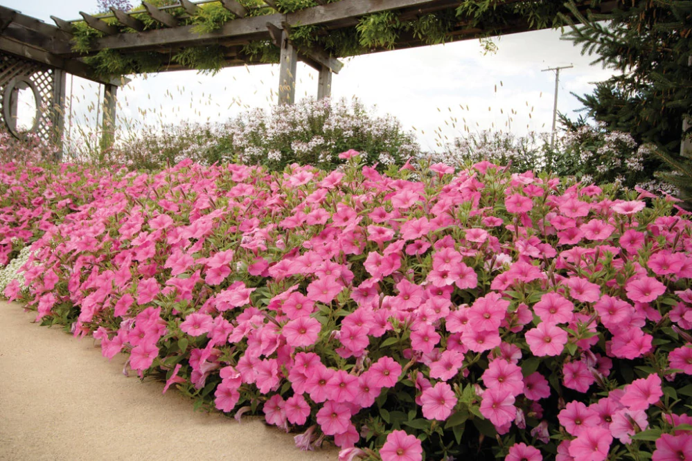 Petunia - SUPERTUNIA® VISTA™ Bubblegum®