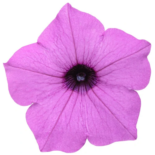 Petunia - SUPERTUNIA® VISTA™ Raspberry®