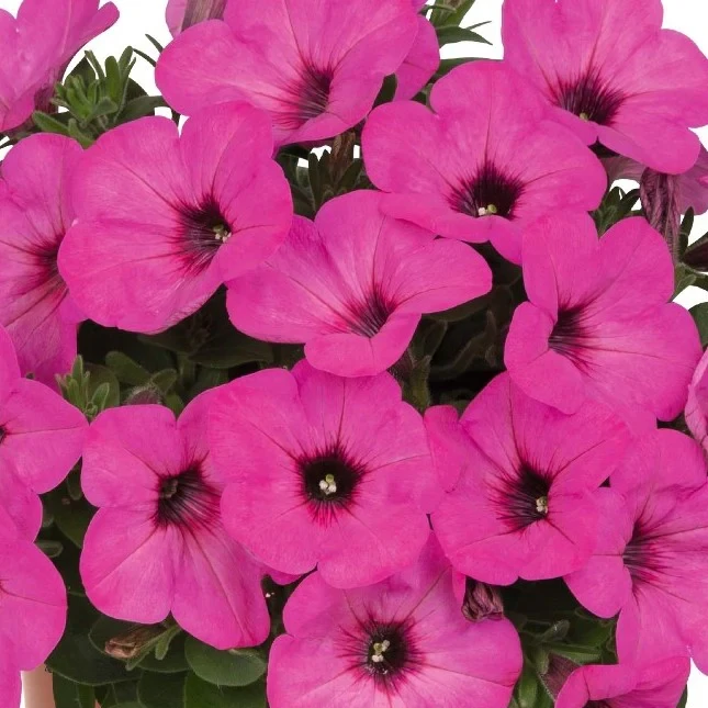 Petunia - Sweetunia® Pinkalicious