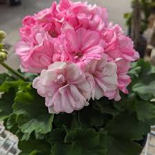 Pelargonium Zonale SURVIVOR© PAPERBLOOM
