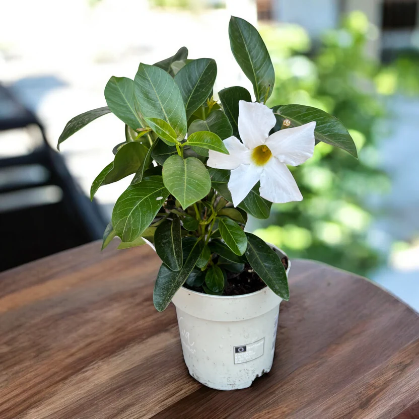 Mandevilla - White 1 výhonky