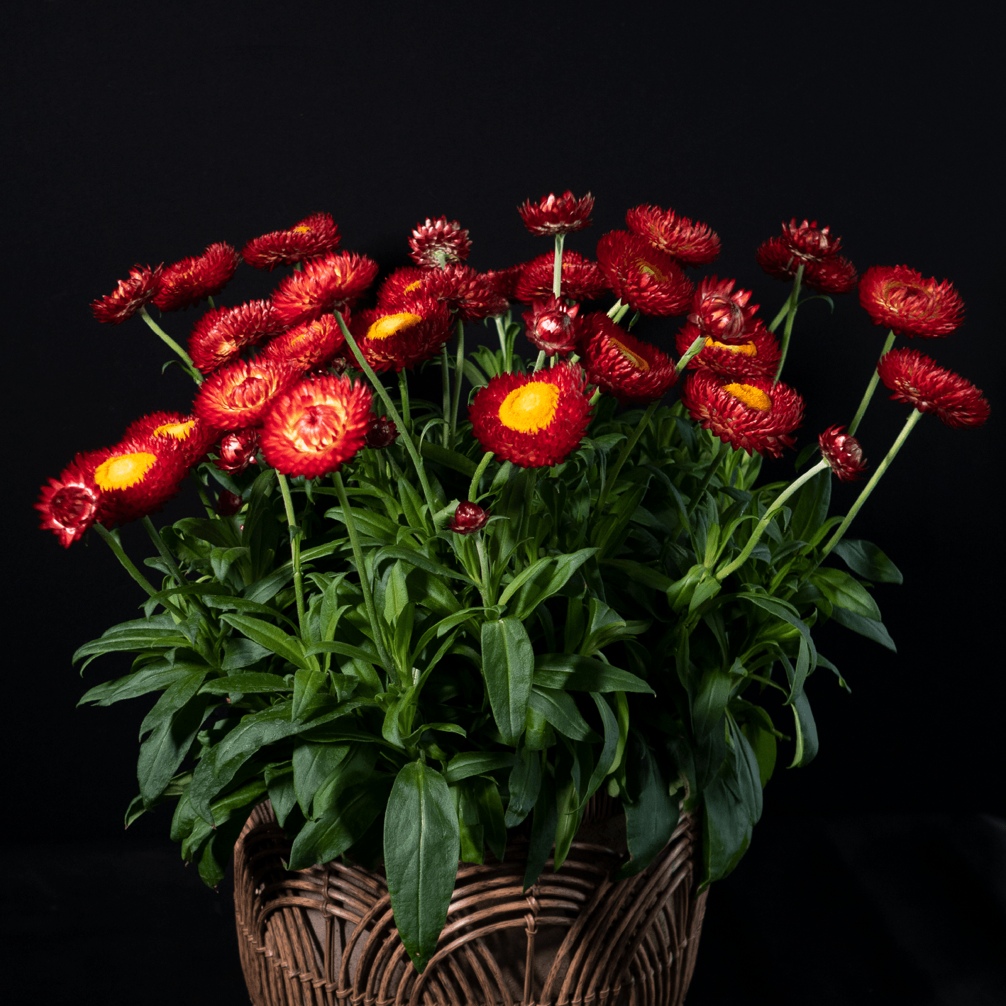 Bracteantha bracteata - Crispy Red kv. 12cm
