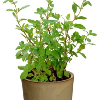 Majorán záhradný - Majorana hortensis kv.10cm