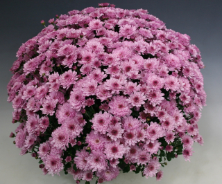 Chrysanthema skorá ružová kv.19 cm 