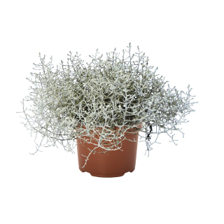 Calocephalus Brownii - Strieborný drôtik