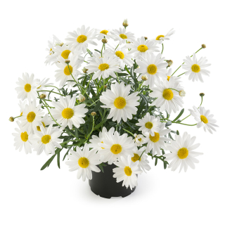 Argyranthemum - Santorini™ White