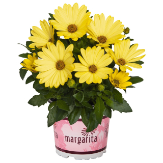 Osteospermum - Margarita Yellow