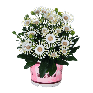 Osteospermum - Margarita Cream Spoon