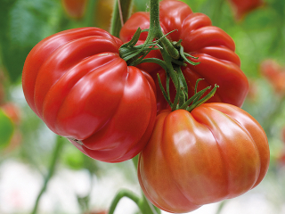 MASITÉ PARADAJKY - Býčie srdce "OXHEART" kv. 9 cm -1ks