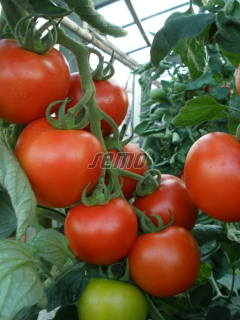 STRAPCOVÉ PARADAJKY "TORNADO F1" kv. 9 cm -1ks